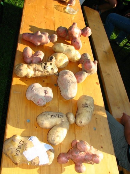 Krompirjev piknik 2007 - foto