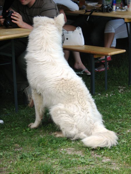 Begunje 2008 - foto povečava