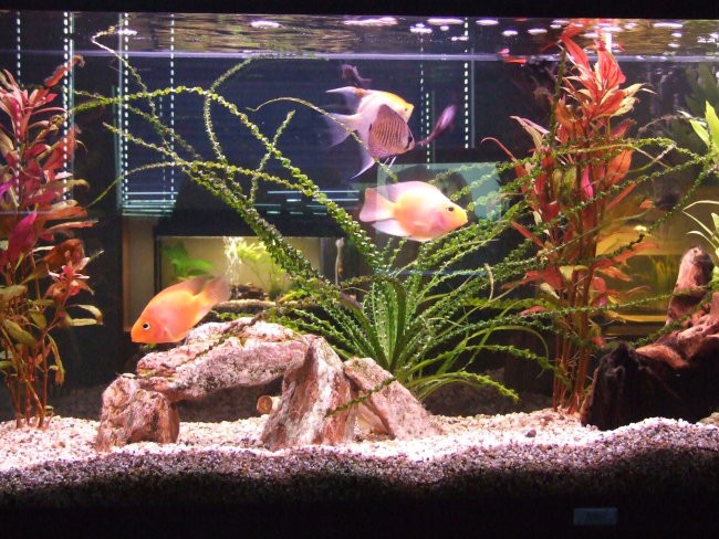 Akvarij 60 l in 240 l - foto povečava