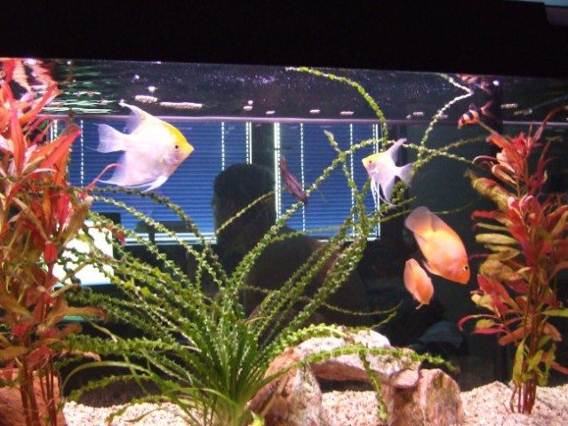 Akvarij 60 l in 240 l - foto