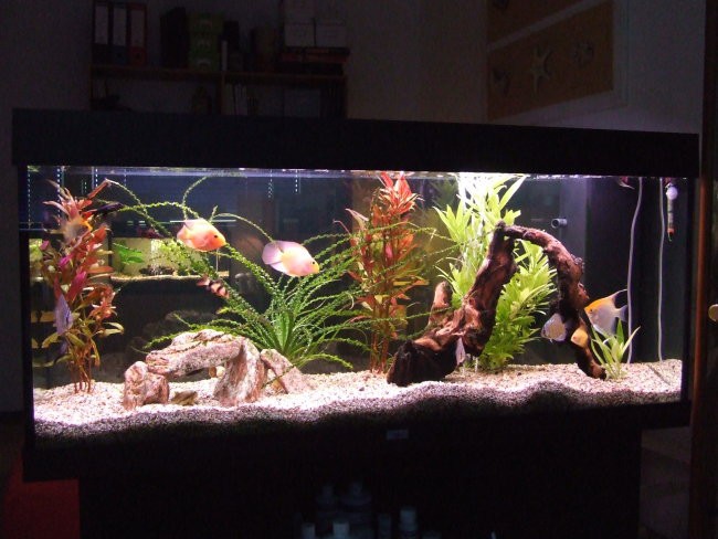 Akvarij 60 l in 240 l - foto povečava