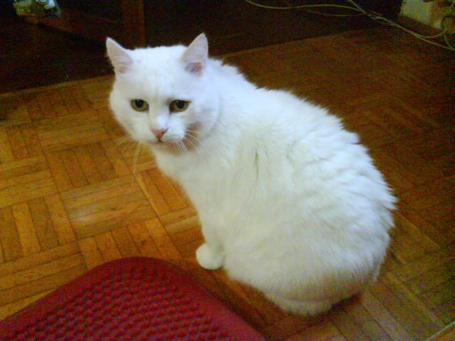 Pika - foto povečava