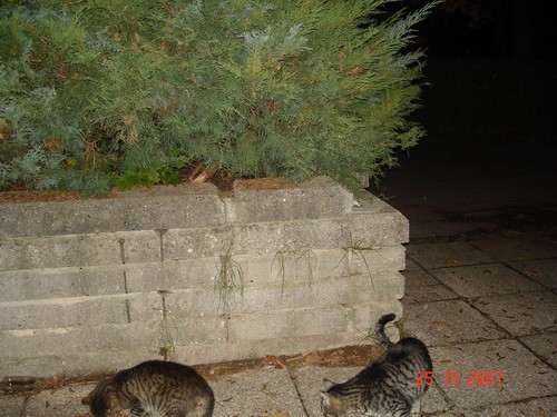 LOKACIJA: Jakčeva - foto povečava