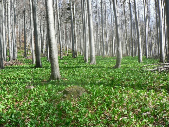 Javornik,slivnica,lovrenc - foto povečava