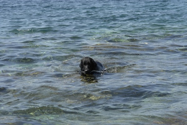 Mali Lošinj, Červar 2008 - foto povečava