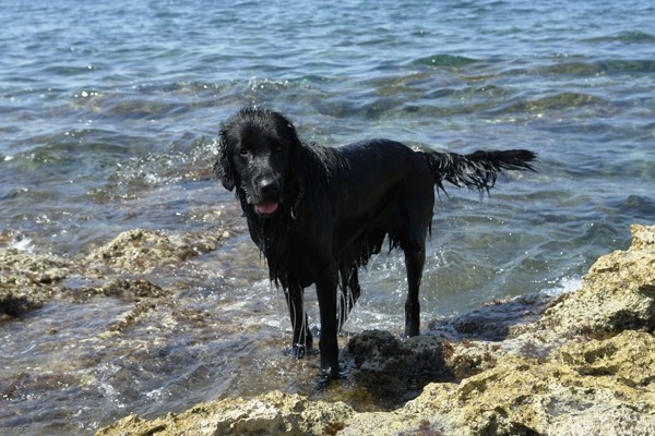 Mali Lošinj, Červar 2008 - foto