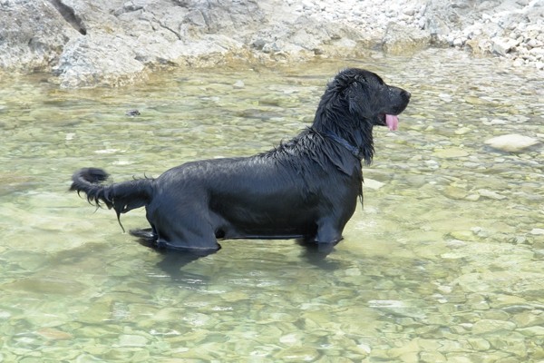 Mali Lošinj, Červar 2008 - foto povečava