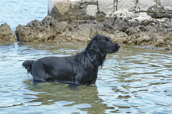 Mali Lošinj, Červar 2008 - foto