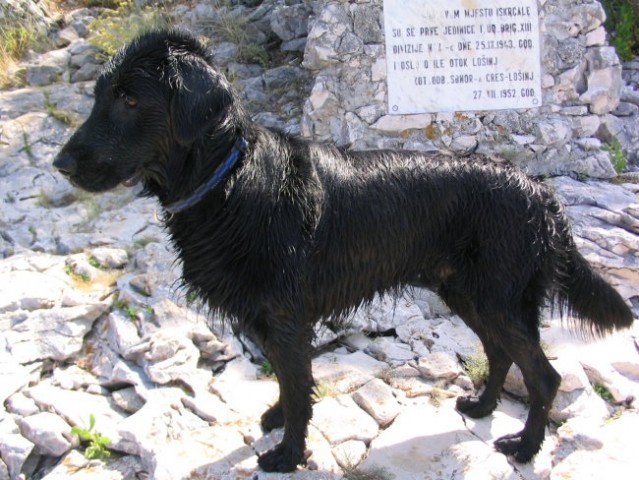 Mali Lošinj 28.6.-15.7.06 - foto