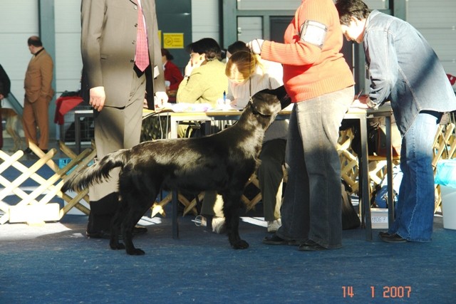 CACIB Tromostovje 14.1.07 - foto povečava