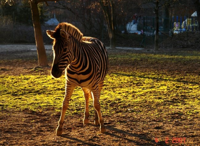 Živalski vrt - foto povečava