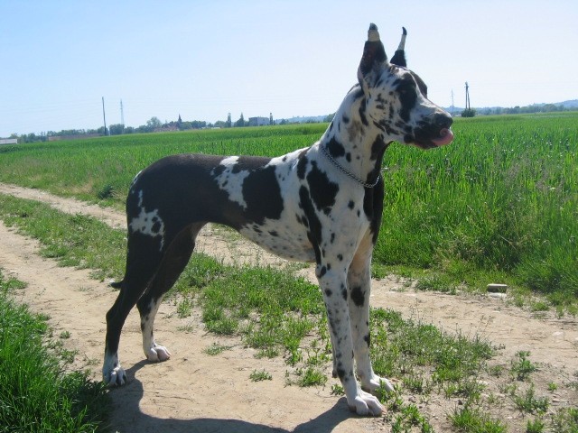 Lara in Aba - foto povečava