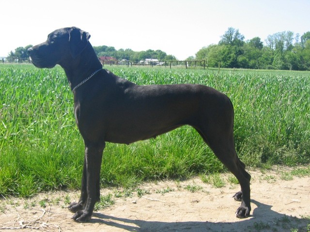 Lara in Aba - foto povečava