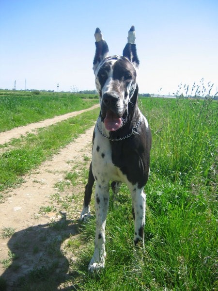 Aba pozira