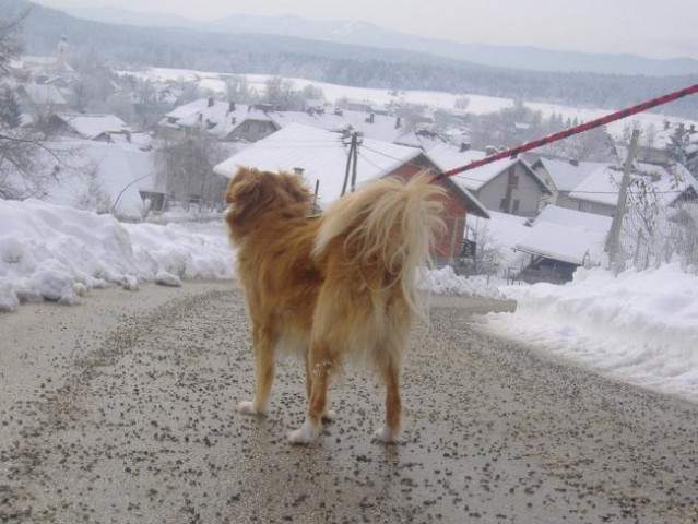 Zimski sprehodi 2005 - foto