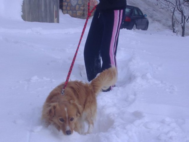 Zimski sprehodi 2005 - foto