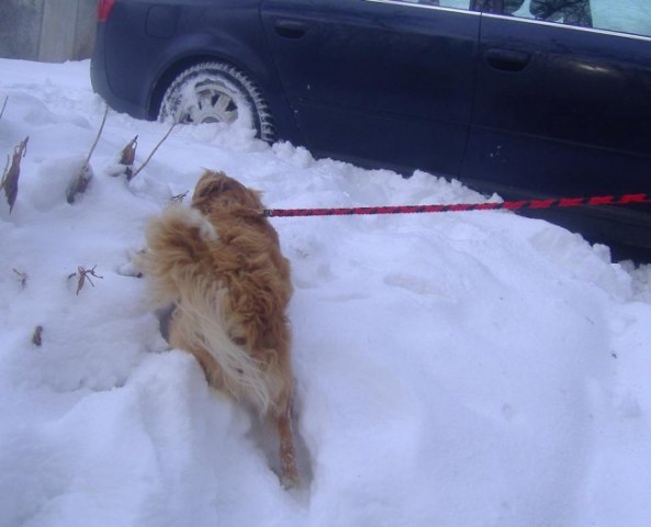 Zimski sprehodi 2005 - foto