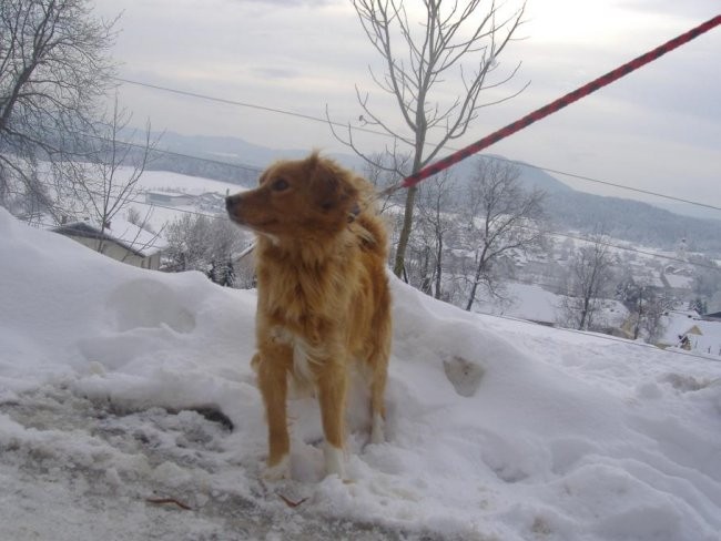 Zimski sprehodi 2005 - foto povečava