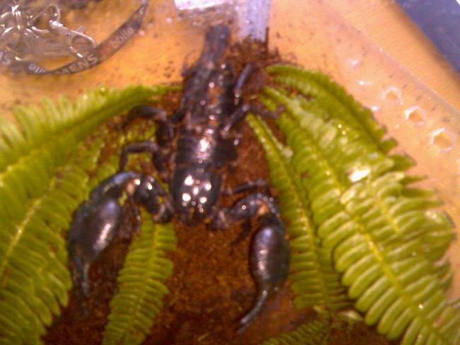 škorpion - foto povečava
