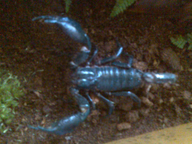 škorpion - foto povečava
