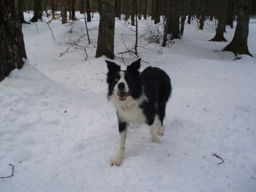 LOGARSKA DOLINA 21.12.08 - foto povečava