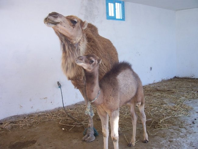 Tunizija Hammamet 8.6.2007 - foto povečava