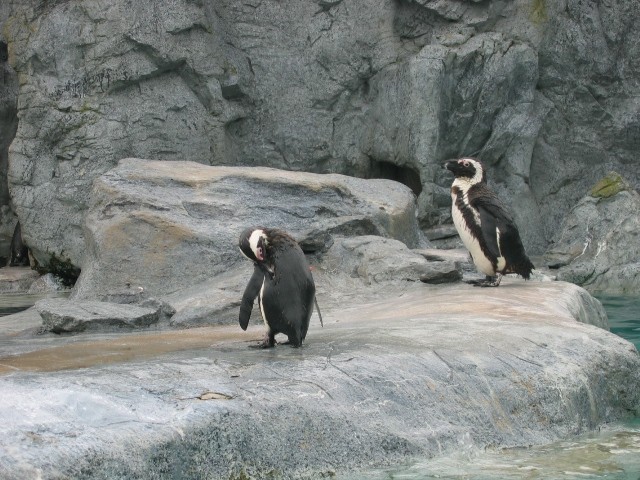 pingvini, Mystic Aquarium, Conn.