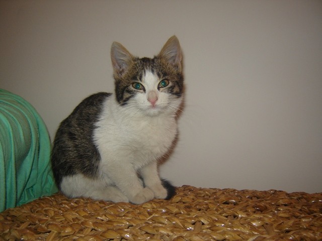 Muca iz Ljubljane ima dom - foto povečava