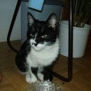 lepoticka Liza ima nov dom