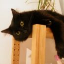 Didi in Žak imata nove domove