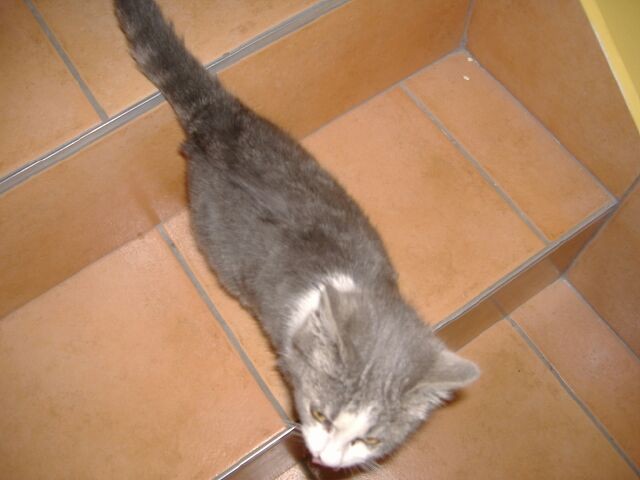 Macica najdena v Kranju ima nov dom - foto