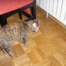 Podarimo muco. Stara je 4 leta. Je sterilizirana. Je nadvse prikupna, družabna, navajena n