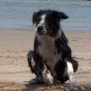 Flo in holland on the beach