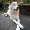 Squanto, backyard