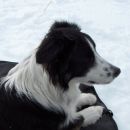 Vogel 11-02-2007