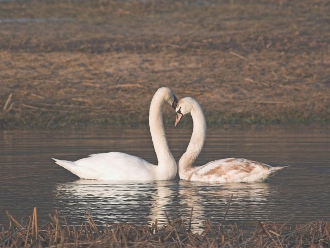 Tečaj Pikassa april - foto povečava