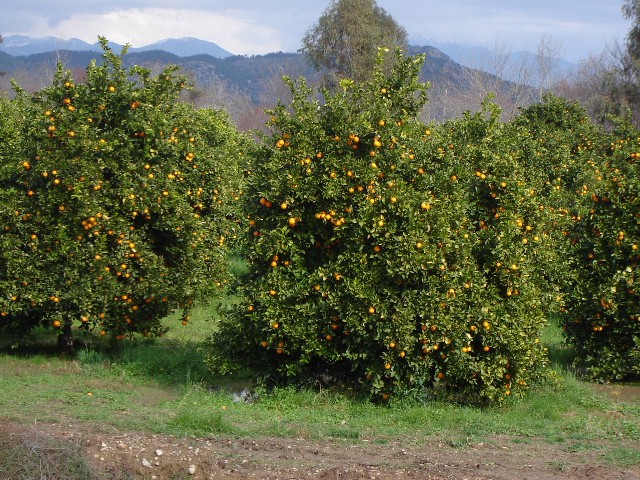 Nasadi mandarin