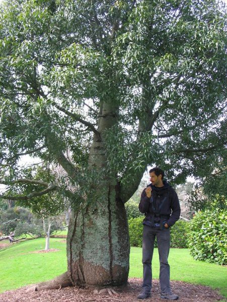 Jaz v parku Auckland Domain ob čudnem drevesu.