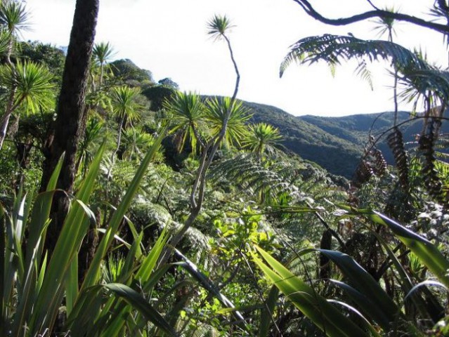 NZ gozd oz. zakaj oni temu rečejo bush