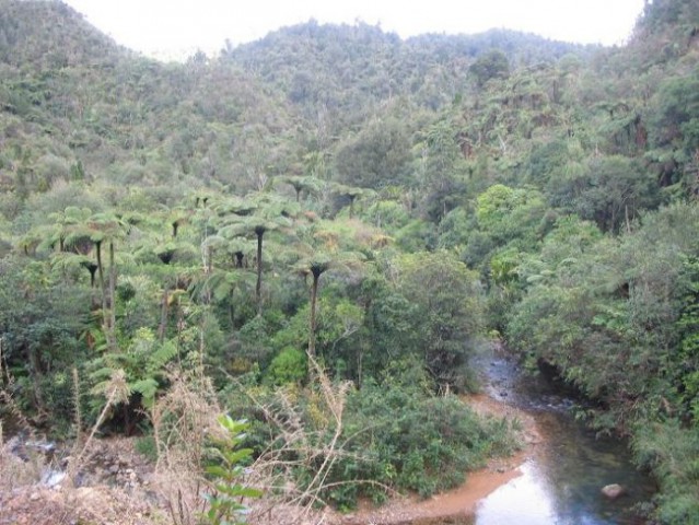 Džungla, deževni gozd