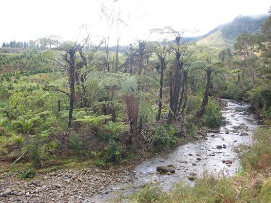 džungla oz. NZ gozd