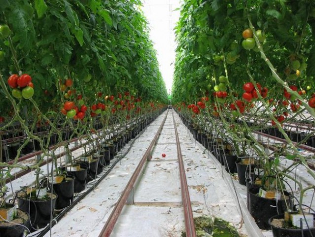 Lepi paradajzi - topla voda in CO2 delata čudeže