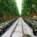lepi paradajzi - topla voda in CO2 delata čudeže