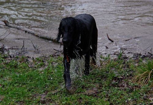 Flatovsko srečanje, 2008 - foto povečava