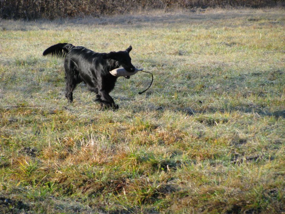 Trening, 3. januar 2010 - foto povečava