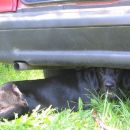 Atra se je skrivala pod avtom, ker je imela dovolj fazanov za en dan:)