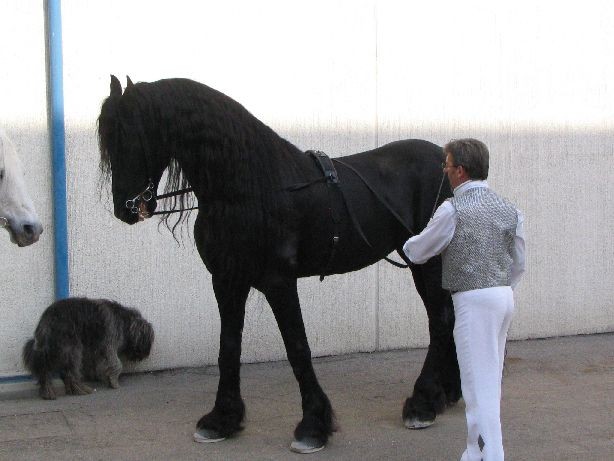 Fiera cavalli 2004 - foto