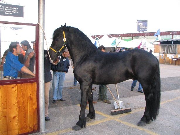 Fiera cavalli 2004 - foto povečava