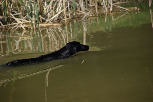 Draga pri Igu, 15. 4. 2007 - foto povečava