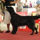 Almanza Ragamuffin